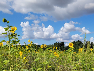 simone-grams-garten-freude