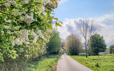 Der bienenfreundliche Garten - 6 Tipps